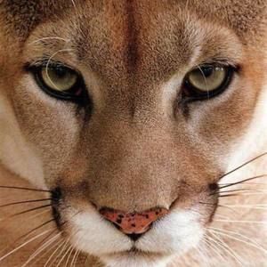 Meet your Posher, Gillian